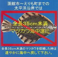 35cm未満は海中に還元！