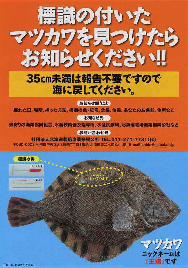 標識のあるマツカワは報告してください