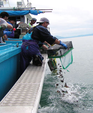 稚魚放流 稚魚放流
